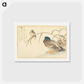 アートポストカード-Mallards and a Kingfisher - 喜多川 歌麿 Postcard.