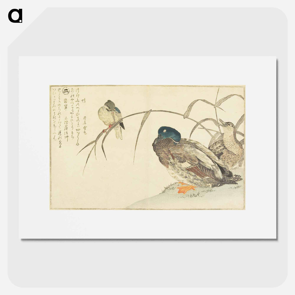 アートポスター-Mallards and a Kingfisher - 喜多川 歌麿 Poster.