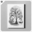1-96_Les-Palmiers-Histoire-Iconographique_canvas