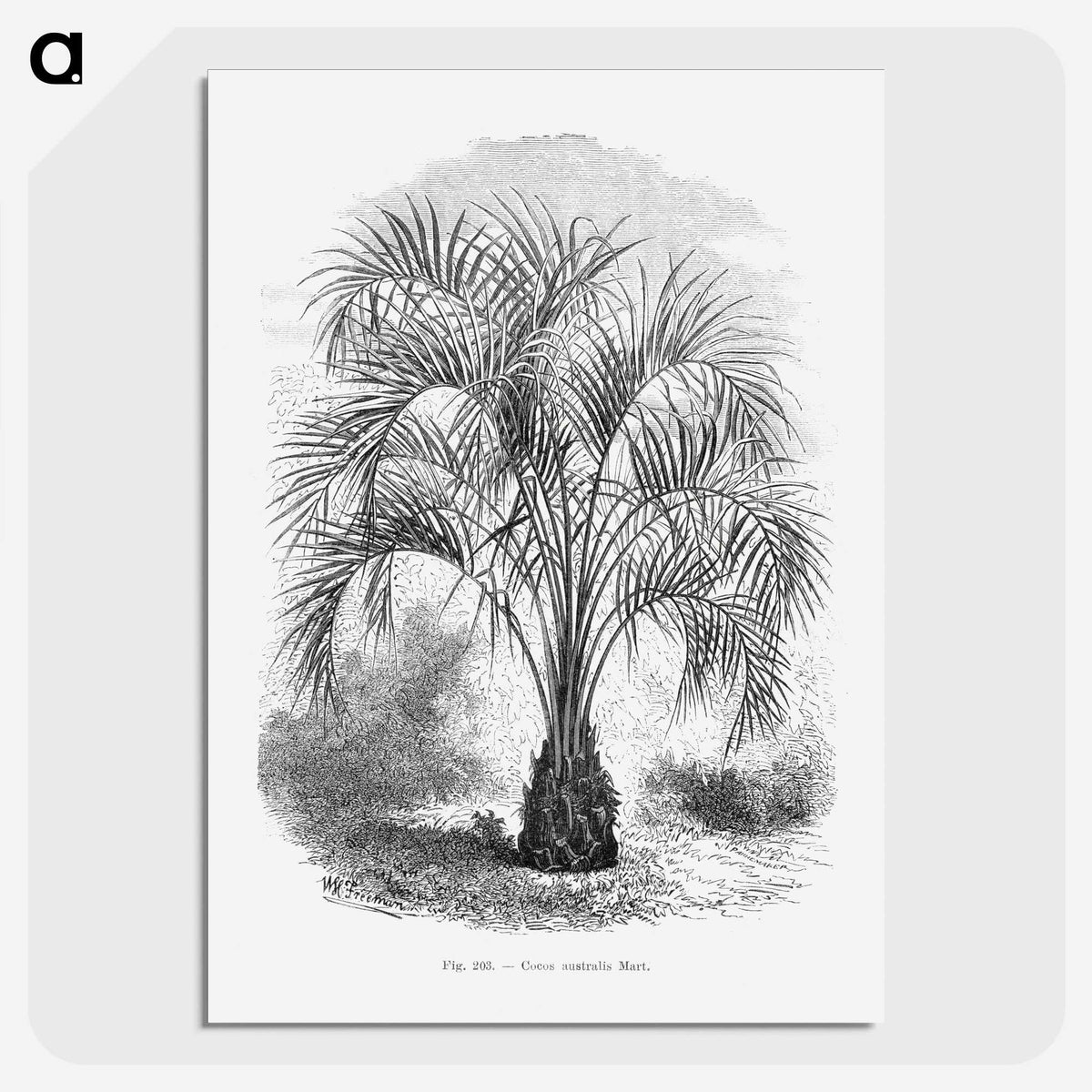 1-96_Les-Palmiers-Histoire-Iconographique_picture-crop