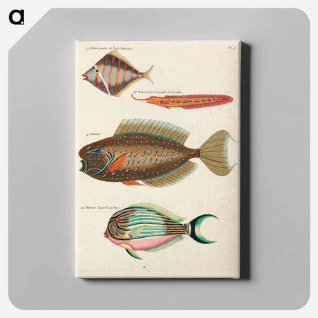 アートパネル-Moluccan Fishes
 - ルイ ルナール Canvas.