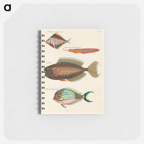 アートメモ帳-Moluccan Fishes
 - ルイ ルナール Memo.