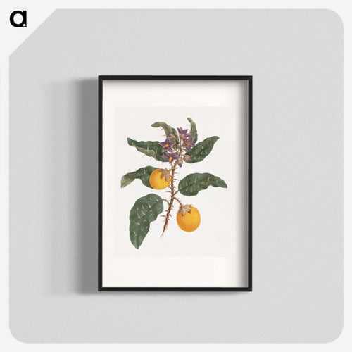 Solanum Incanum
 - ルイージ バルガーニ Poster.