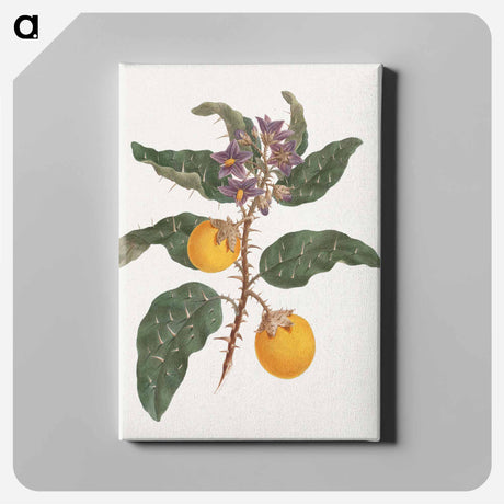 アートパネル-Solanum Incanum
 - ルイージ バルガーニ Canvas.