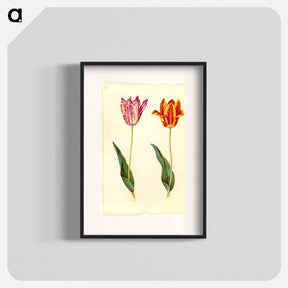 アートポスター-Tulipa Gesneriana
 - マリア ジビーラ メーリアン Poster.
