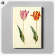 1-96_Maria-Sibylla-Merian_canvas
