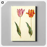 1-96_Maria-Sibylla-Merian_canvas
