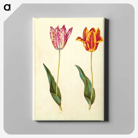 1-96_Maria-Sibylla-Merian_canvas
