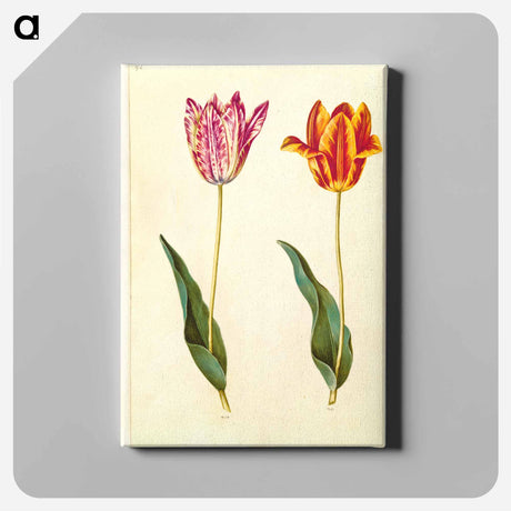アートパネル-Tulipa Gesneriana
 - マリア ジビーラ メーリアン Canvas.