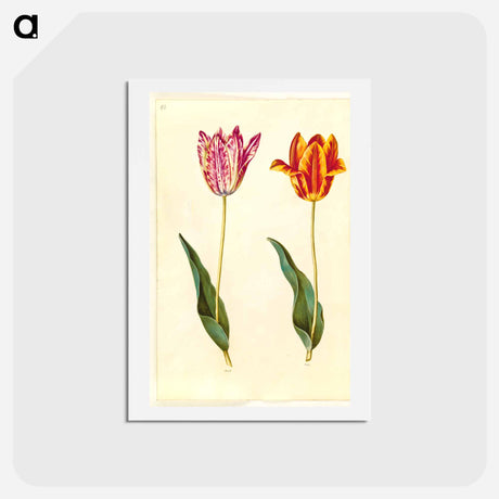 アートポストカード-Tulipa Gesneriana
 - マリア ジビーラ メーリアン Postcard.