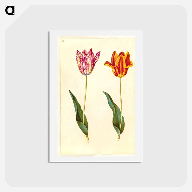 アートポストカード-Tulipa Gesneriana
 - マリア ジビーラ メーリアン Postcard.
