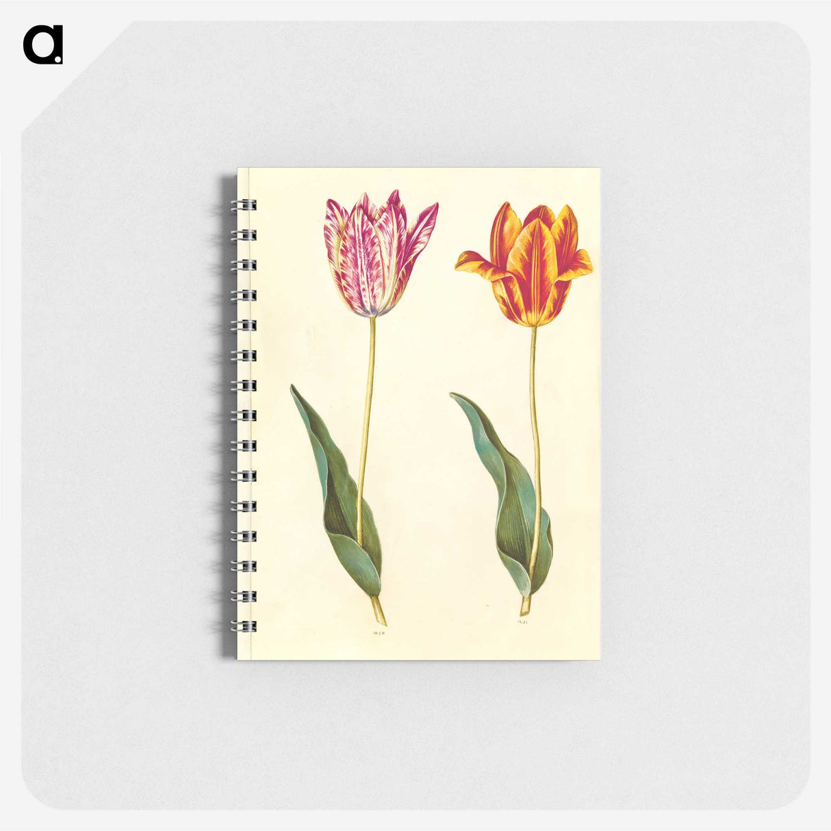 1-96_Maria-Sibylla-Merian_memo