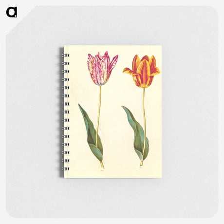 1-96_Maria-Sibylla-Merian_memo