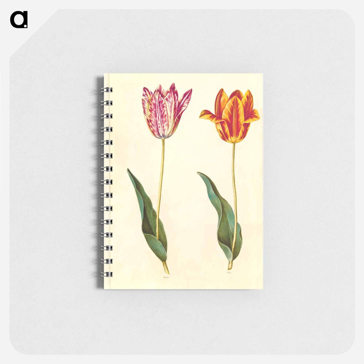 アートメモ帳-Tulipa Gesneriana
 - マリア ジビーラ メーリアン Memo.