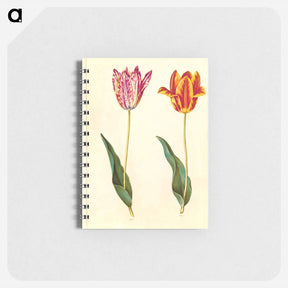 アートメモ帳-Tulipa Gesneriana
 - マリア ジビーラ メーリアン Memo.