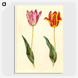 1-96_Maria-Sibylla-Merian_picture-crop