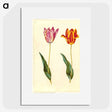 1-96_Maria-Sibylla-Merian_picture