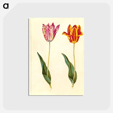 アートポストカード-Tulipa Gesneriana
 - マリア ジビーラ メーリアン Postcard.