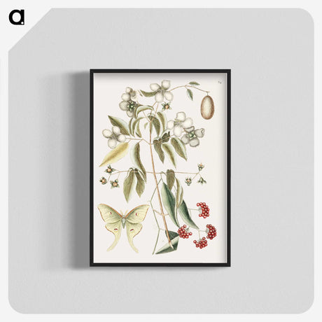 1-96_Mark-Catesby_blk-crop