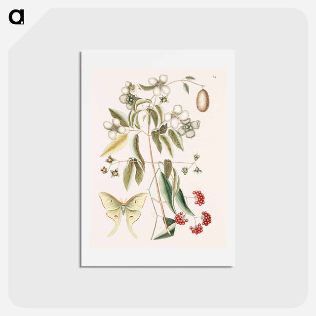 アートポストカード-Four-eye'd Night Butterfly
 - マーク ケイツビー Postcard.