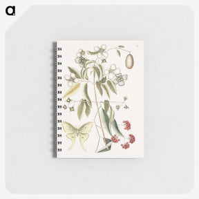 1-96_Mark-Catesby_memo