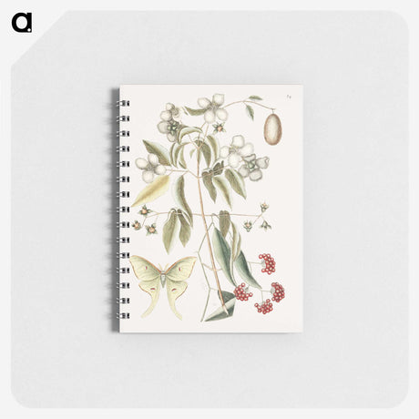 1-96_Mark-Catesby_memo