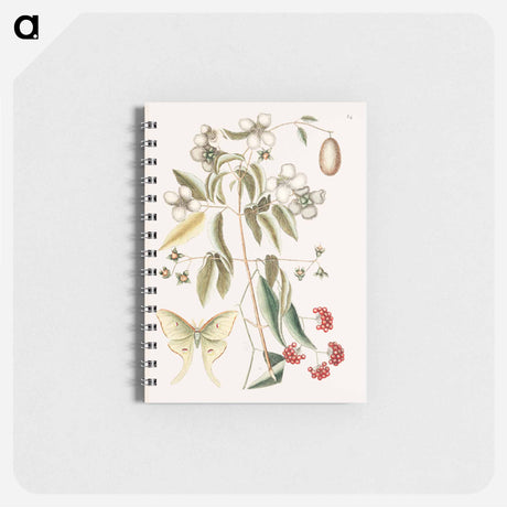 アートメモ帳-Four-eye'd Night Butterfly
 - マーク ケイツビー Memo.