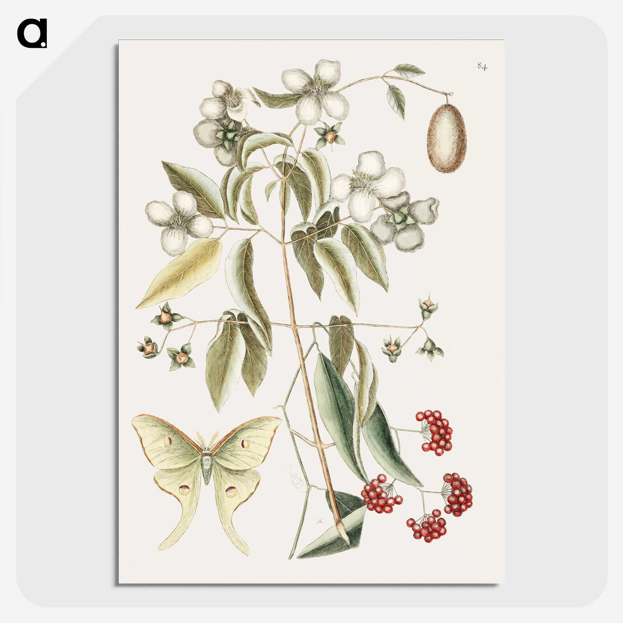 1-96_Mark-Catesby_picture-crop
