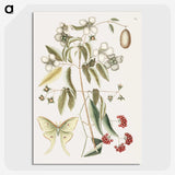 1-96_Mark-Catesby_picture-crop