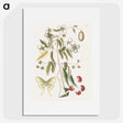 1-96_Mark-Catesby_picture