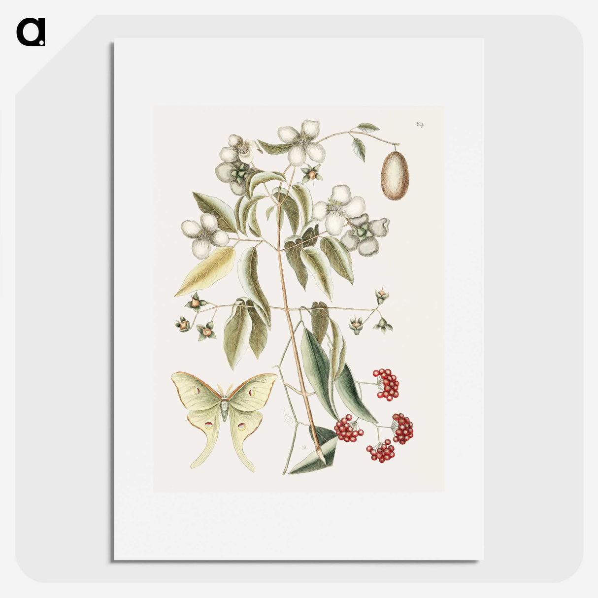1-96_Mark-Catesby_picture