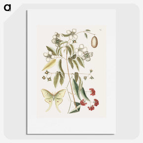 1-96_Mark-Catesby_picture