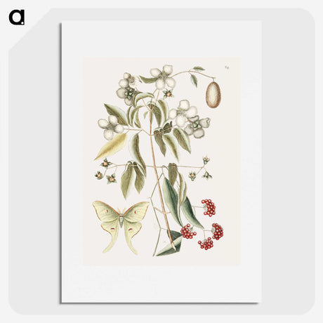 1-96_Mark-Catesby_picture