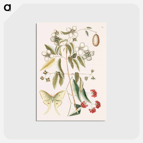 アートポストカード-Four-eye'd Night Butterfly
 - マーク ケイツビー Postcard.