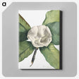 1-96_Mary-Vaux-Walcott_canvas