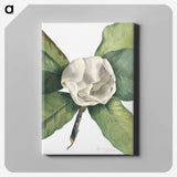 1-96_Mary-Vaux-Walcott_canvas