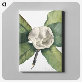 1-96_Mary-Vaux-Walcott_canvas
