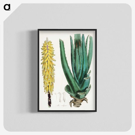 1-96_Medical-Botany_blk-crop