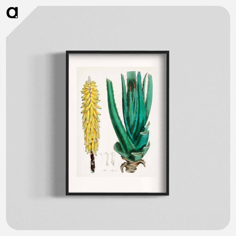 アートポスター-Aloe vulgaris Illustration
 - 薬用植物学 Poster.