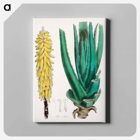 アートパネル-Aloe vulgaris Illustration
 - 薬用植物学 Canvas.