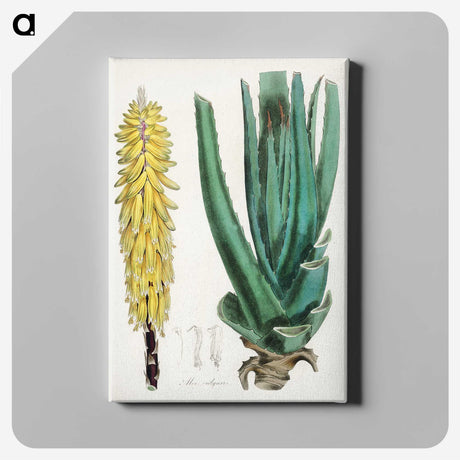 1-96_Medical-Botany_canvas