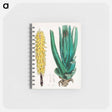 アートメモ帳-Aloe vulgaris Illustration
 - 薬用植物学 Memo.