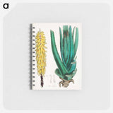 アートメモ帳-Aloe vulgaris Illustration
 - 薬用植物学 Memo.