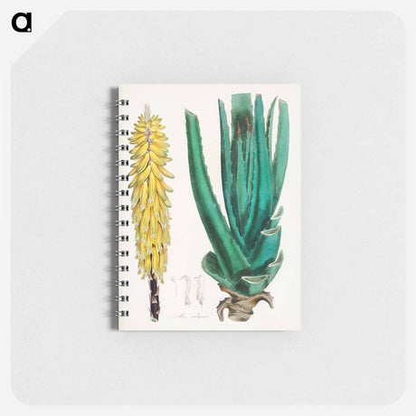 アートメモ帳-Aloe vulgaris Illustration
 - 薬用植物学 Memo.
