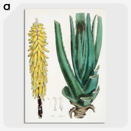 1-96_Medical-Botany_picture-crop