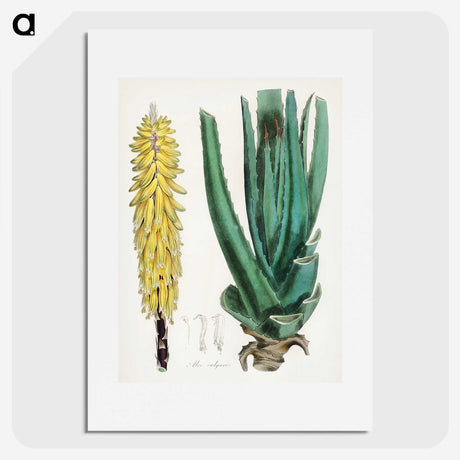 1-96_Medical-Botany_picture
