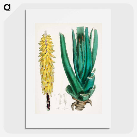 アートポスター-Aloe vulgaris Illustration
 - 薬用植物学 Poster.