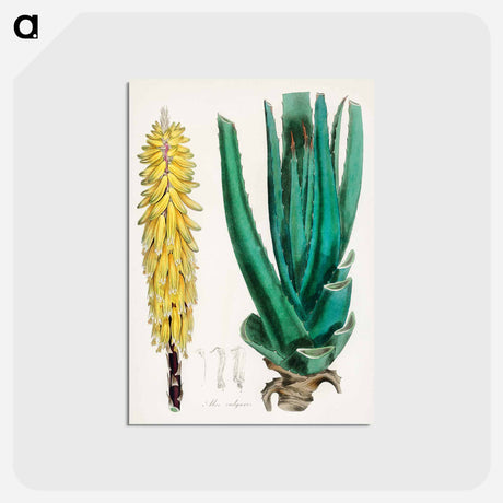 アートポストカード-Aloe vulgaris Illustration
 - 薬用植物学 Postcard.