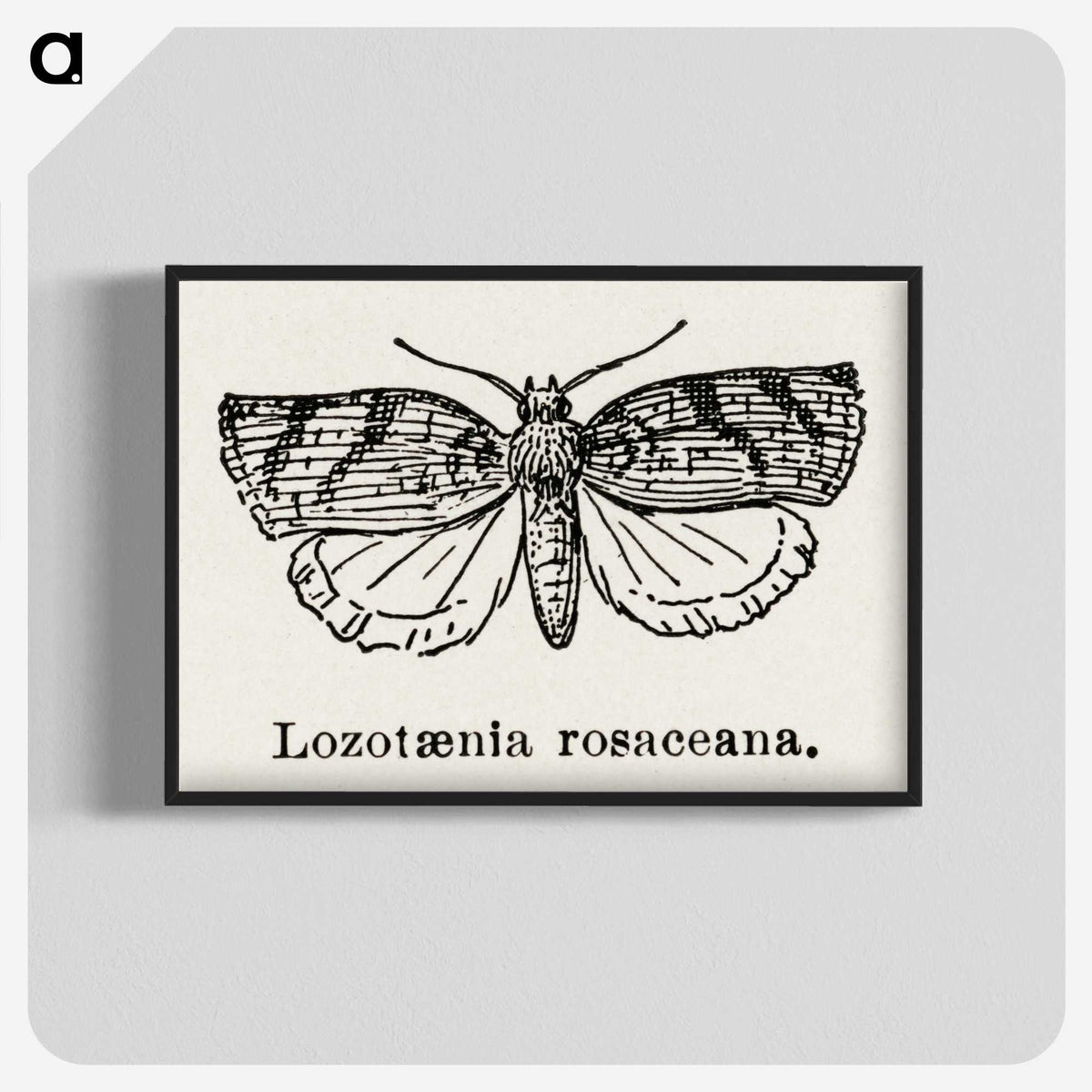 1-96_Moths-and-Butterflies-of-the-United-States_blk-crop