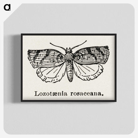 1-96_Moths-and-Butterflies-of-the-United-States_blk-crop